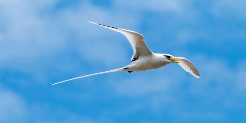 Life over 50 in Mauritius environement