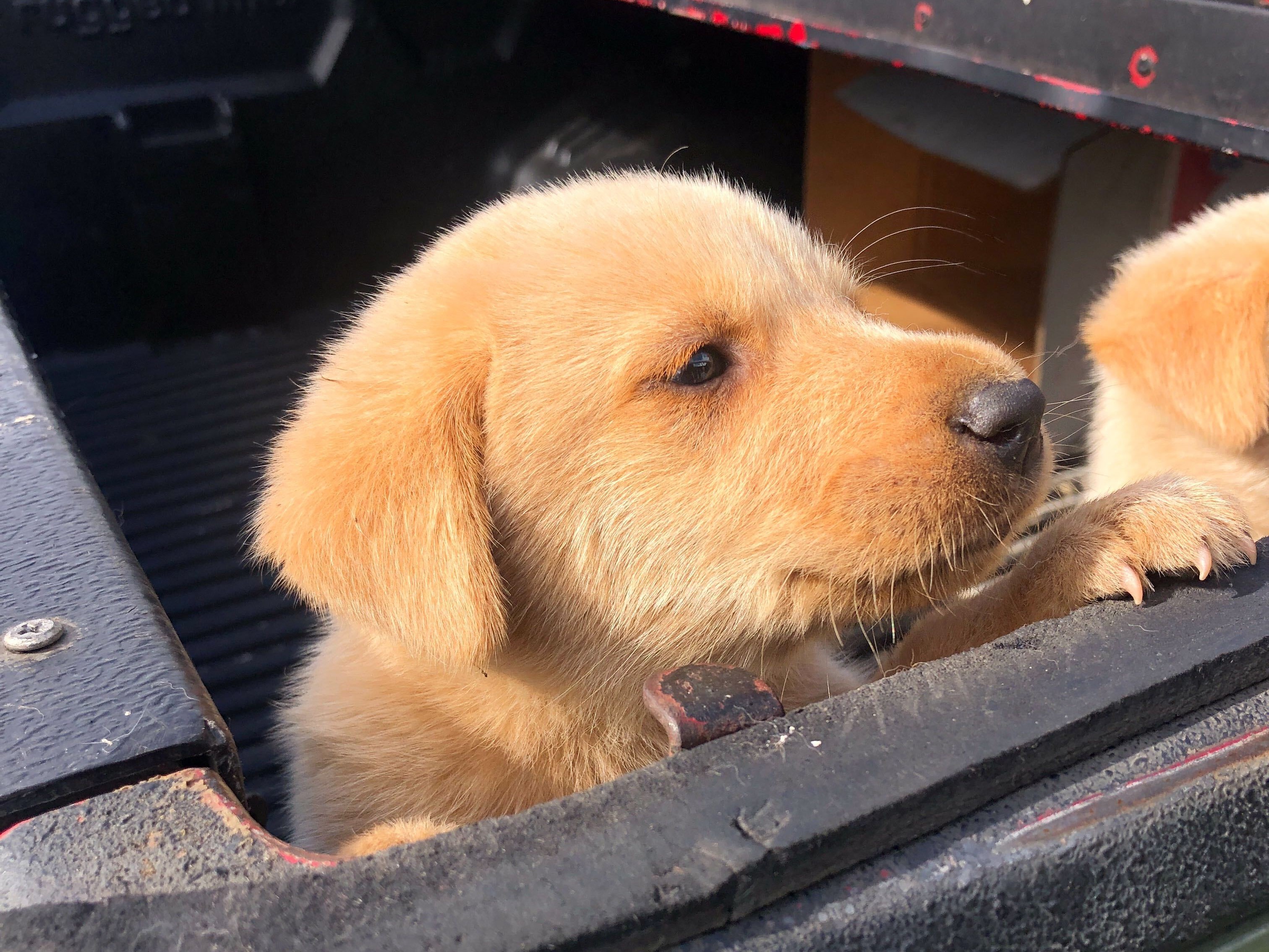 Campaign for spaying and neutering with PAWS